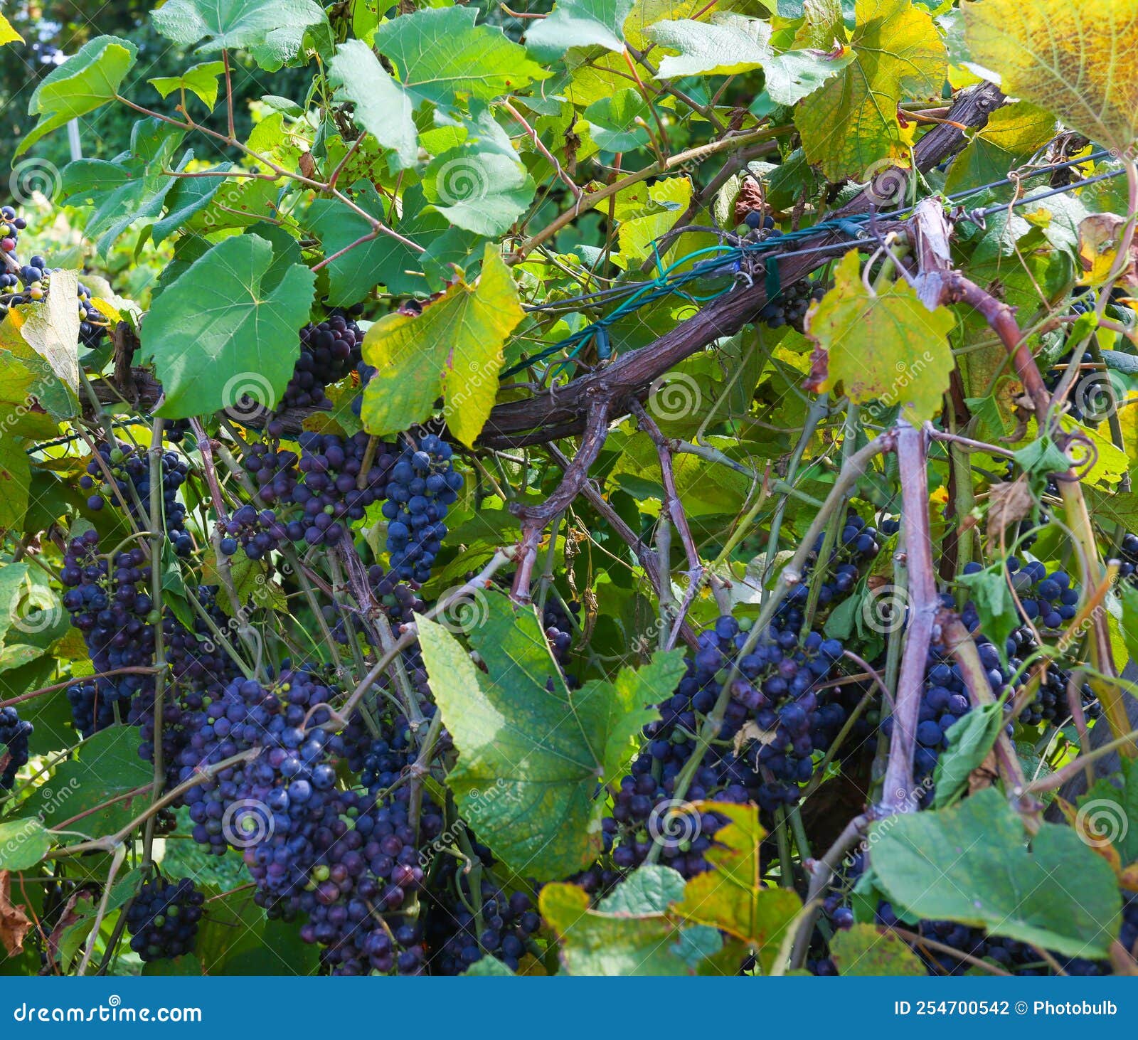 bunches of ripe grapes in the late summer in loudon county, virginia