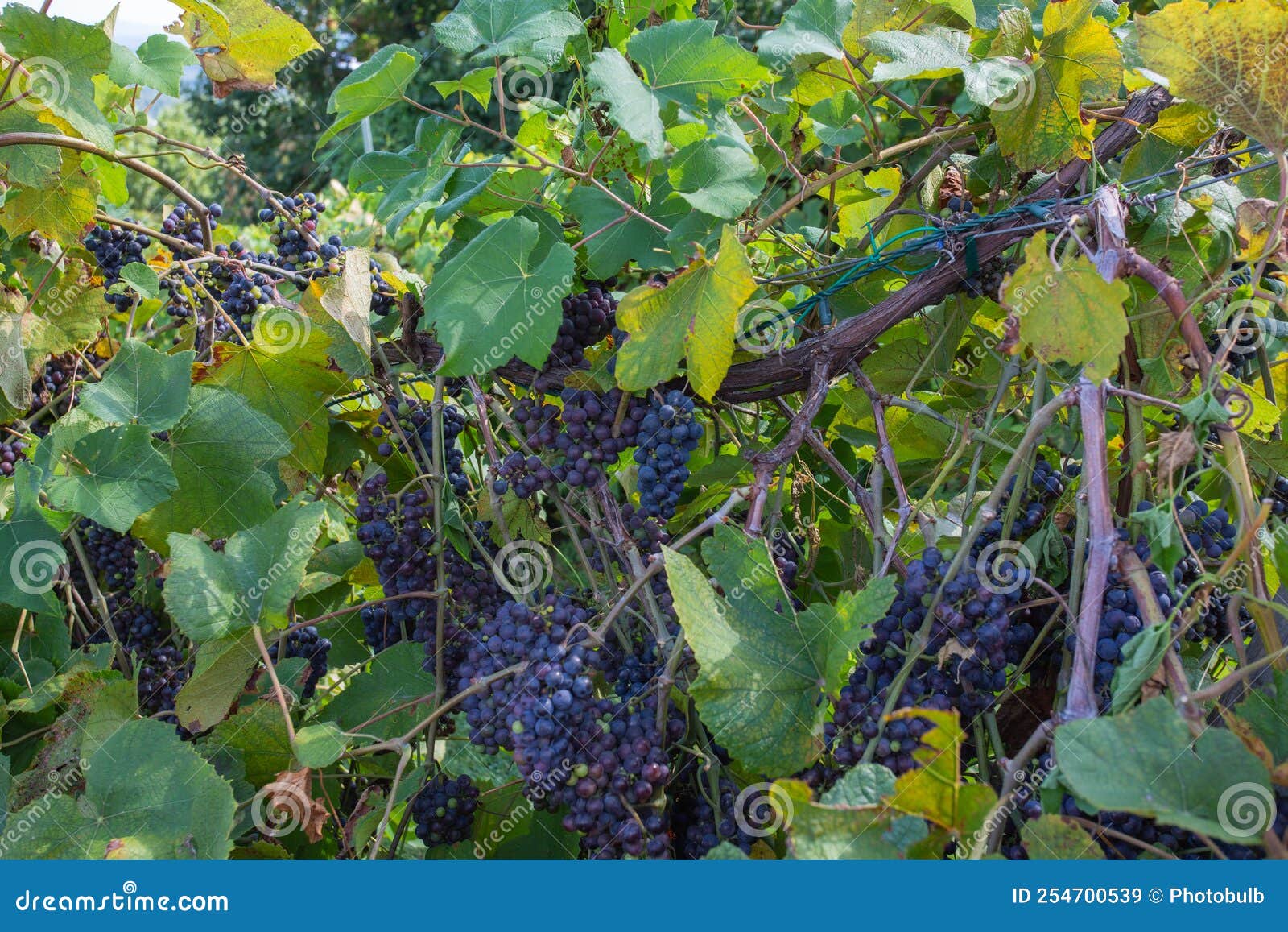 bunches of ripe grapes in a vineyard in loudon county, virginia