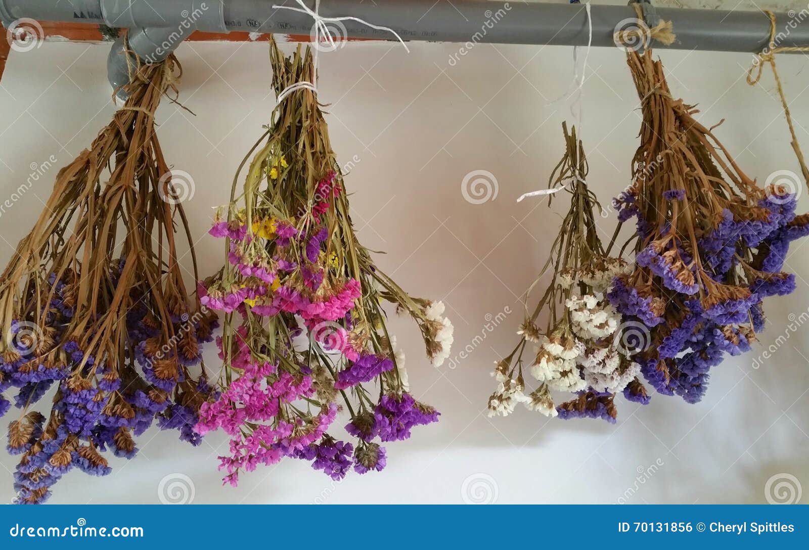 Bunches Of Statice Flowers Hanging To Dry Stock Photo ...