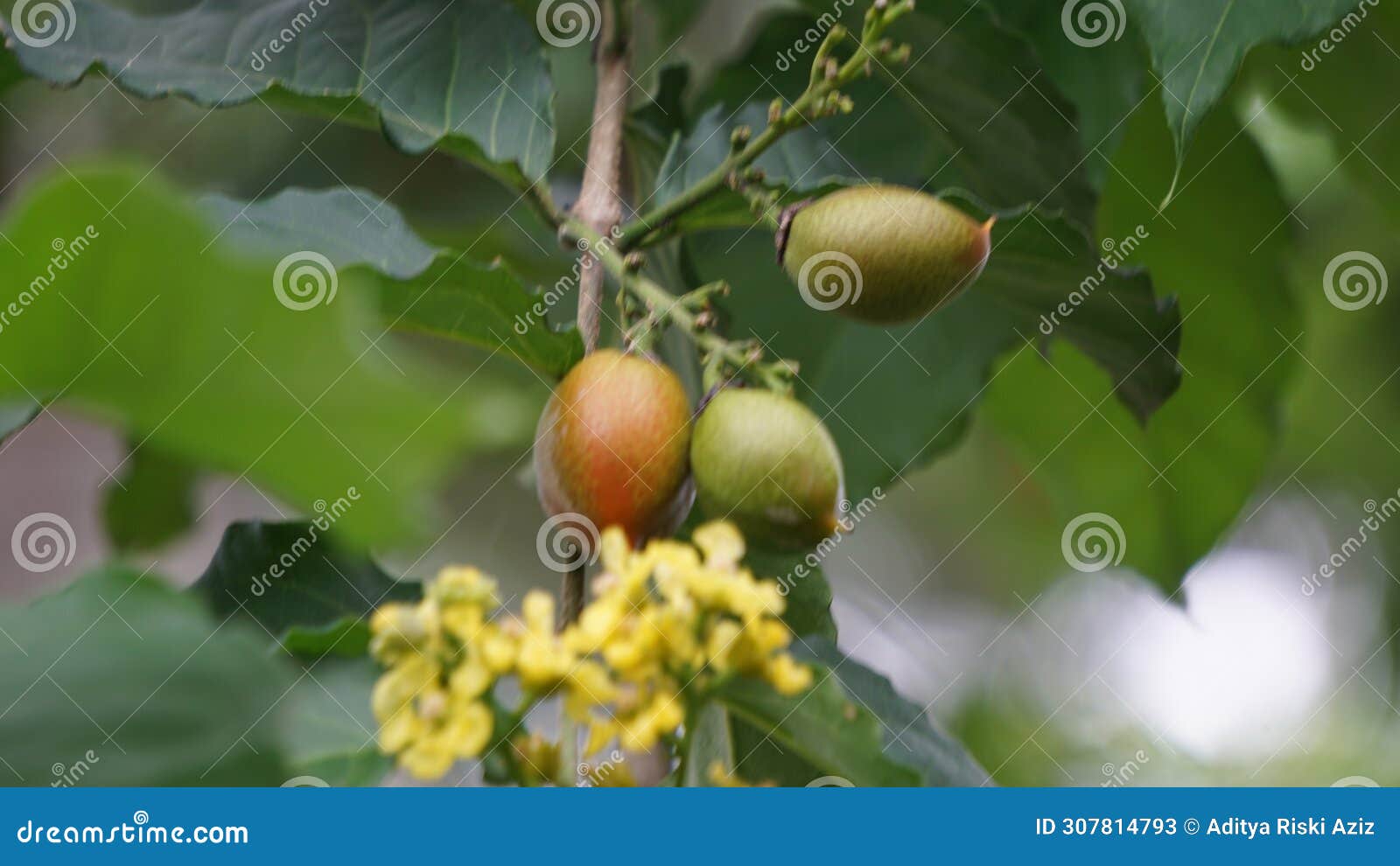 bunchosia glandulifera (peanut butter fruit, caferana, falso guarana, kacang amazone).