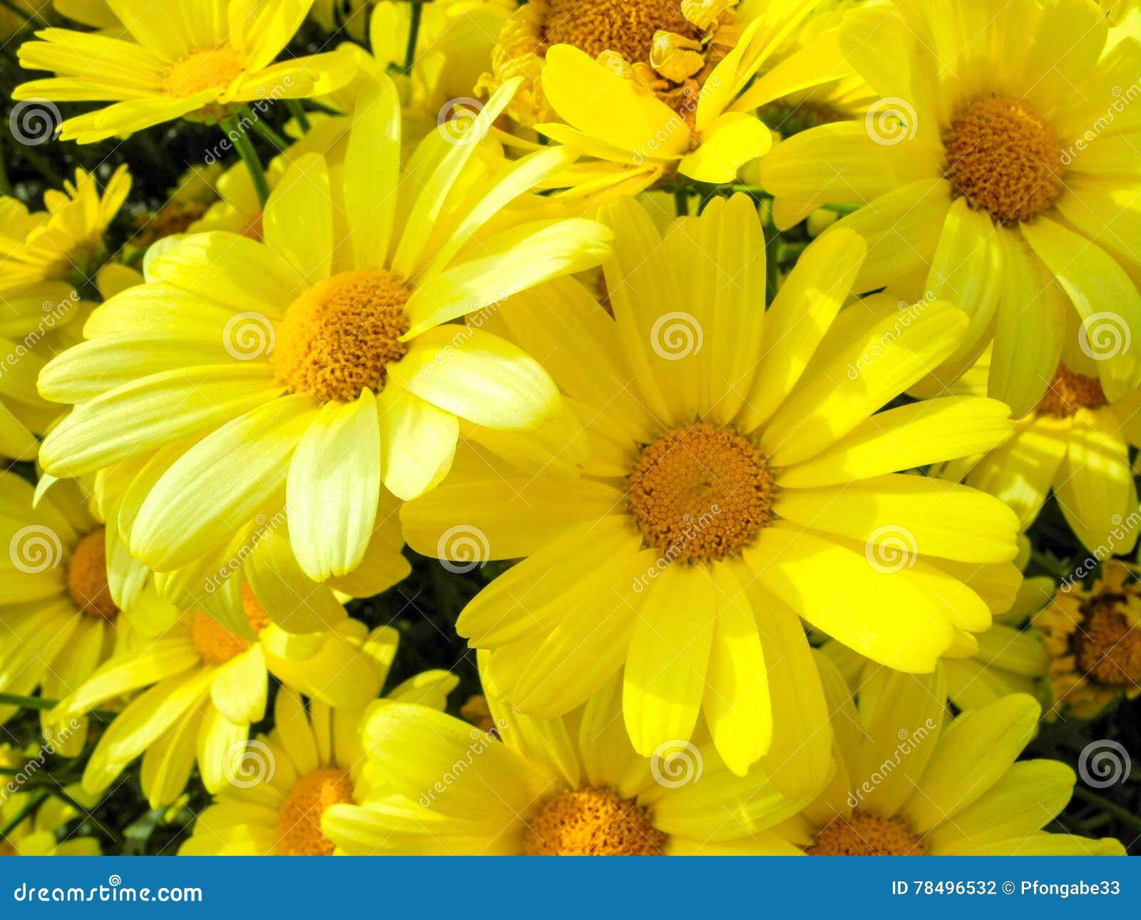 Bundle of Beautiful Yellow Flowers Smiling in the Afternoon Sun Stock