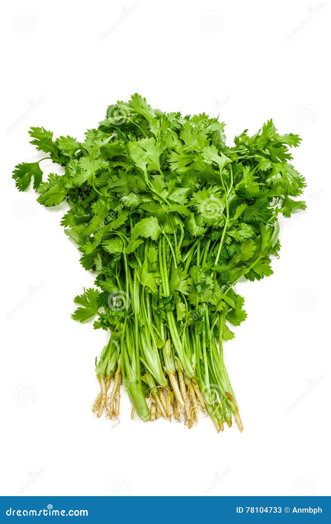 Bundle of coriander stock image. Image of ecofriendly 78104733