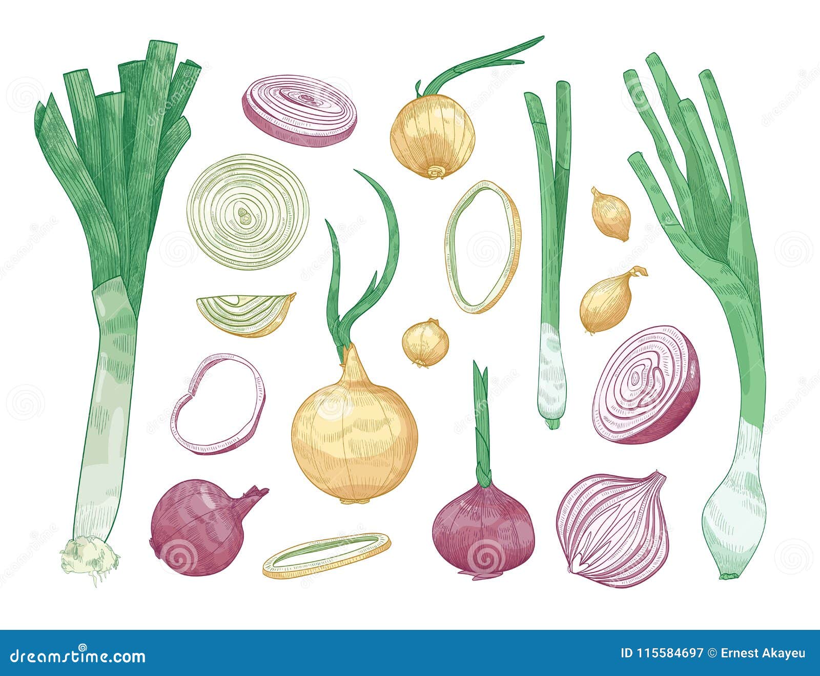 https://thumbs.dreamstime.com/z/bundle-different-whole-cut-onions-isolated-white-background-set-colorful-drawings-raw-vegetables-various-types-115584697.jpg