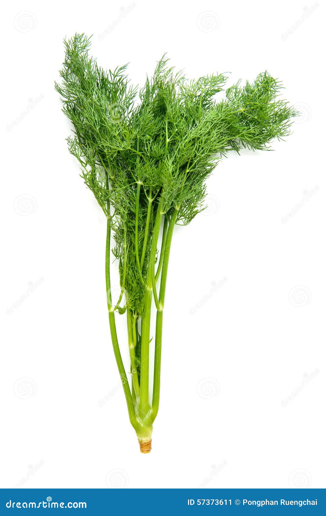 Bundle dill stock image. Image of white, fennel, isolated 57373611
