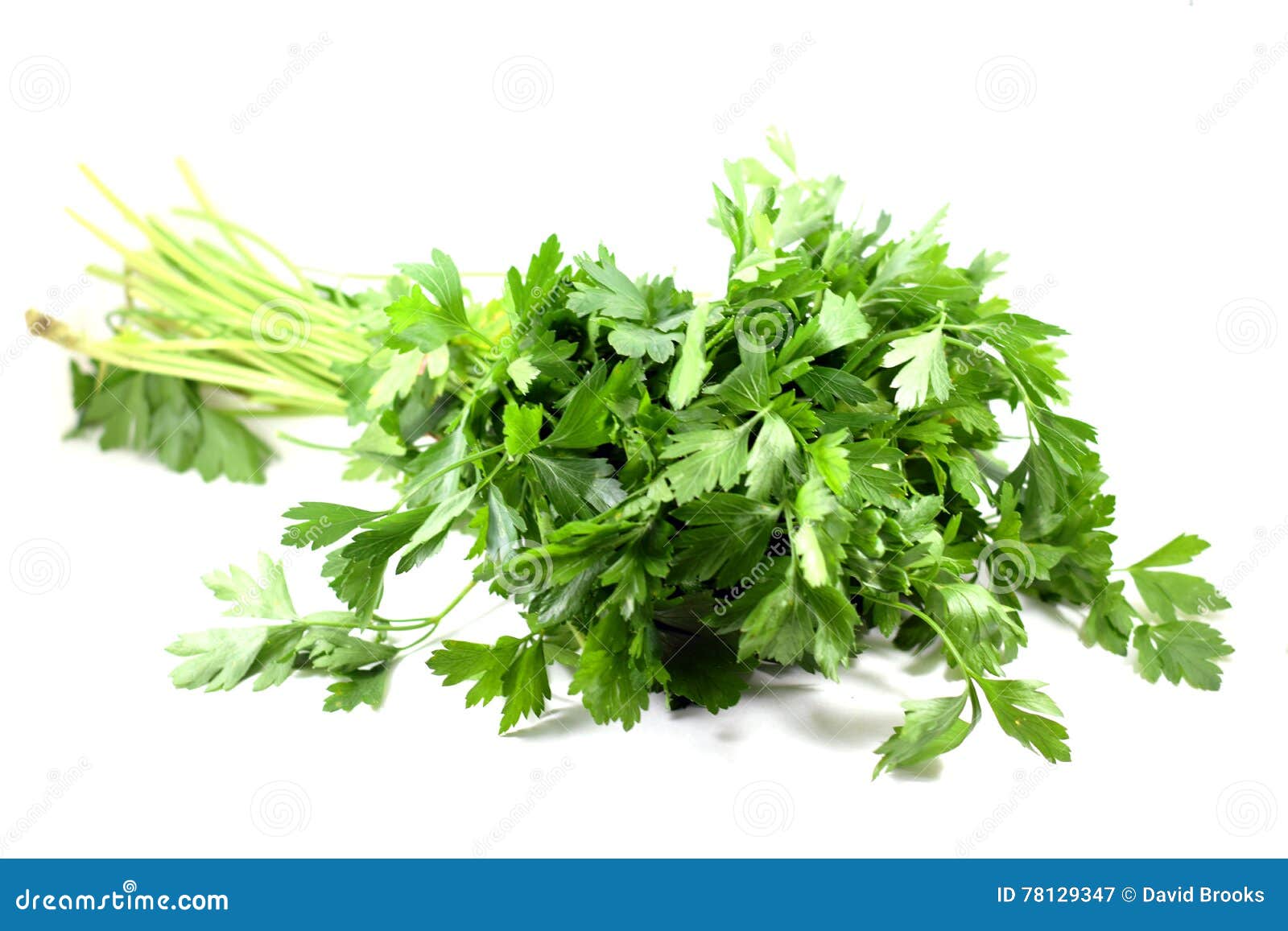 Bundle of Fresh Italian Parsley Stock Image Image of organic, food