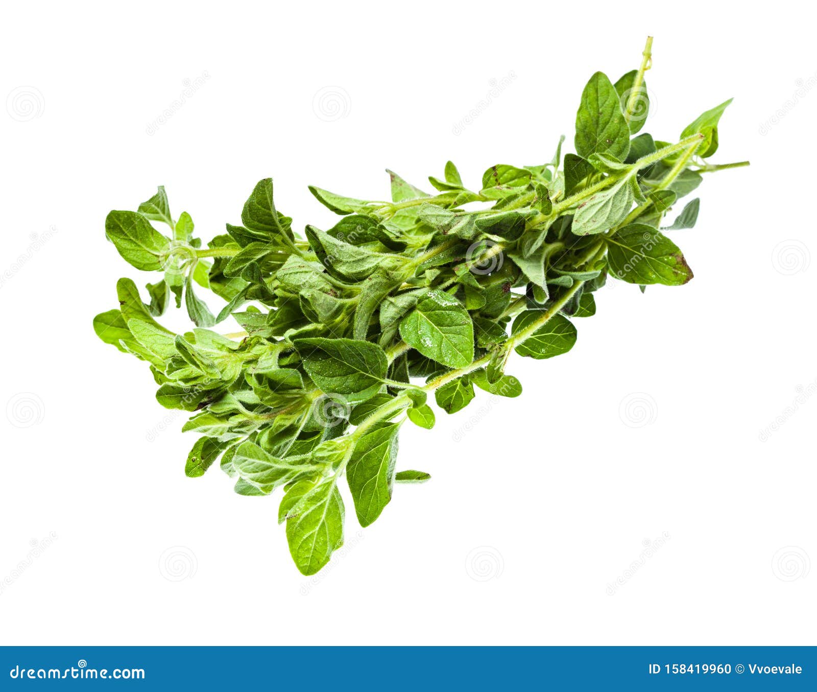 Bundle Of Fresh Oregano Herb Isolated On White Stock Photo - Image of ...