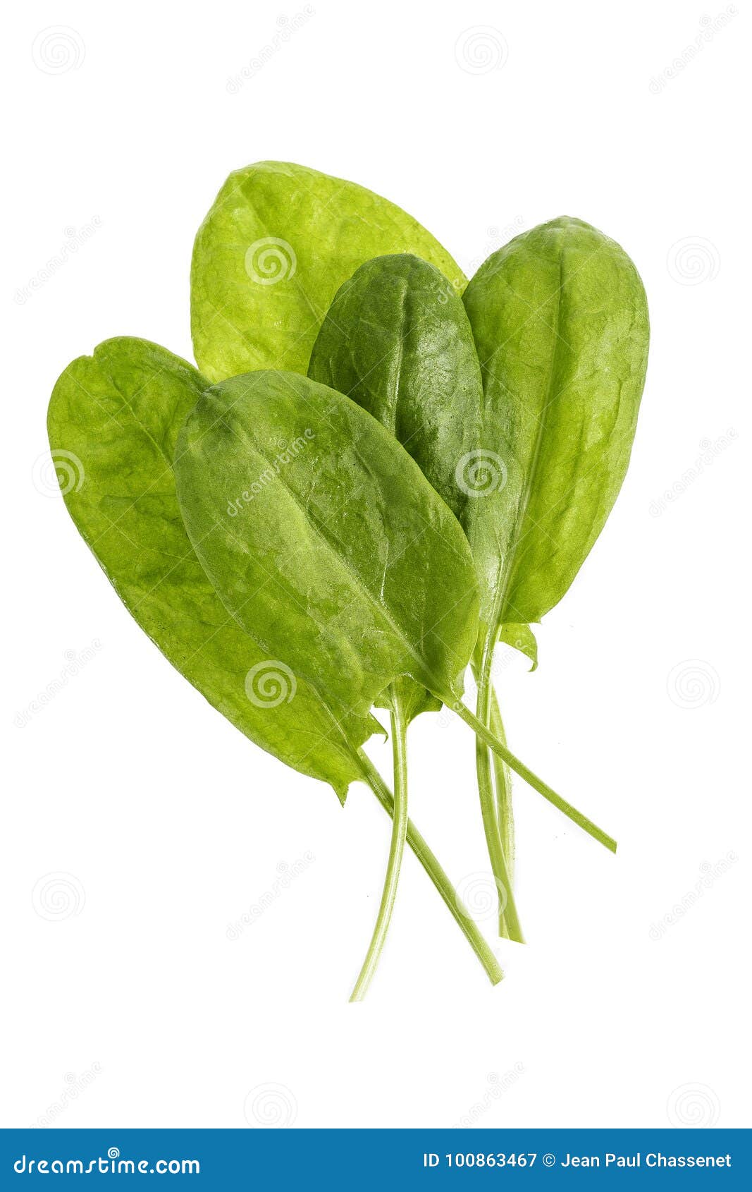 bundle of fresh sorrel rumex acetosa paths, top view on white