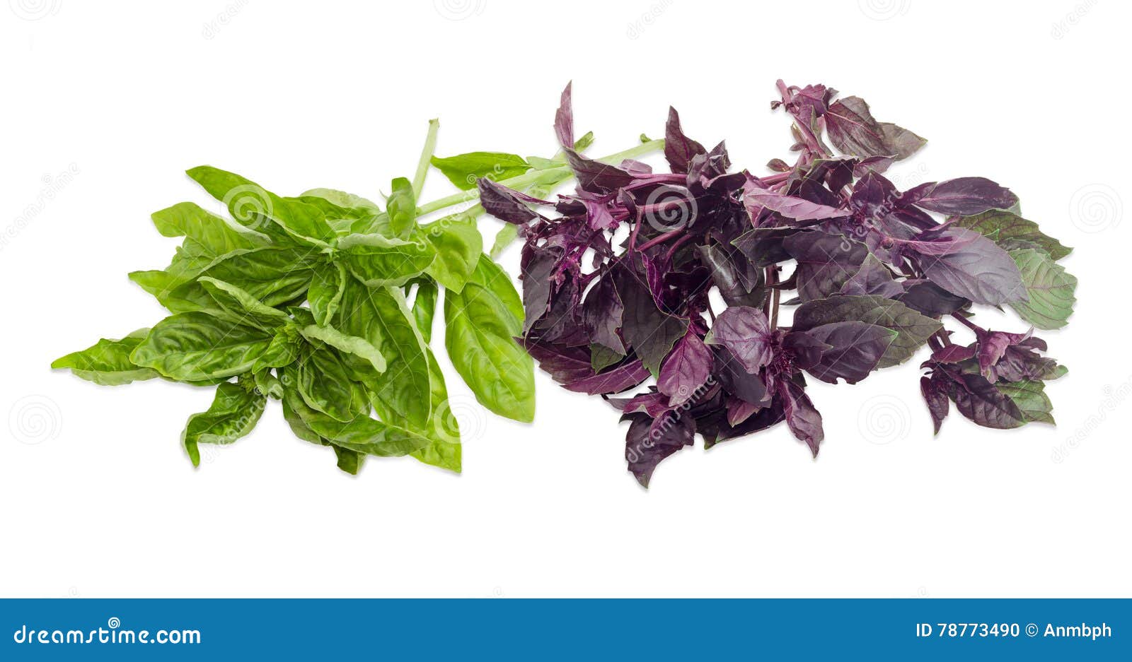 Bundle of Green and Purple Basil on a Light Background Stock Photo