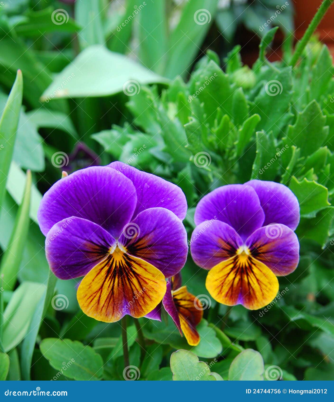 Bundle Of Purple Pansy Flowers Royalty Free Stock Image - Image: 24744756