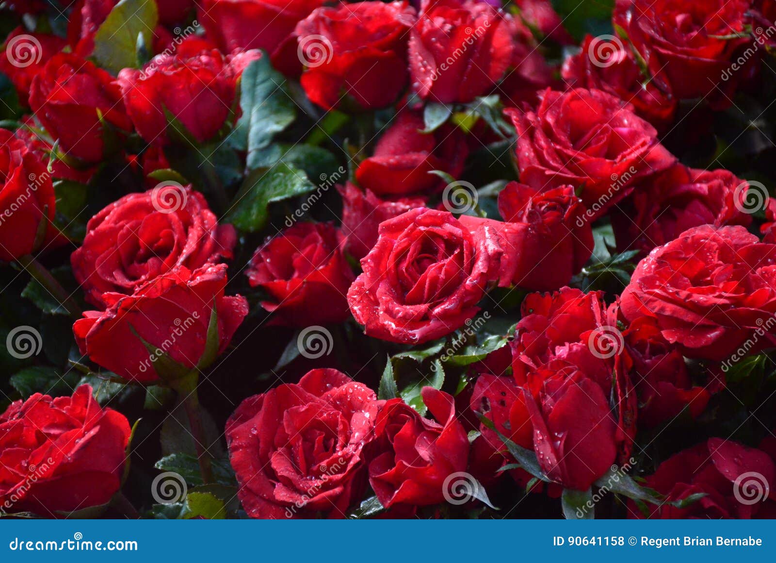 Bundle of red stock photo. Image of bundle, sold, flower 90641158