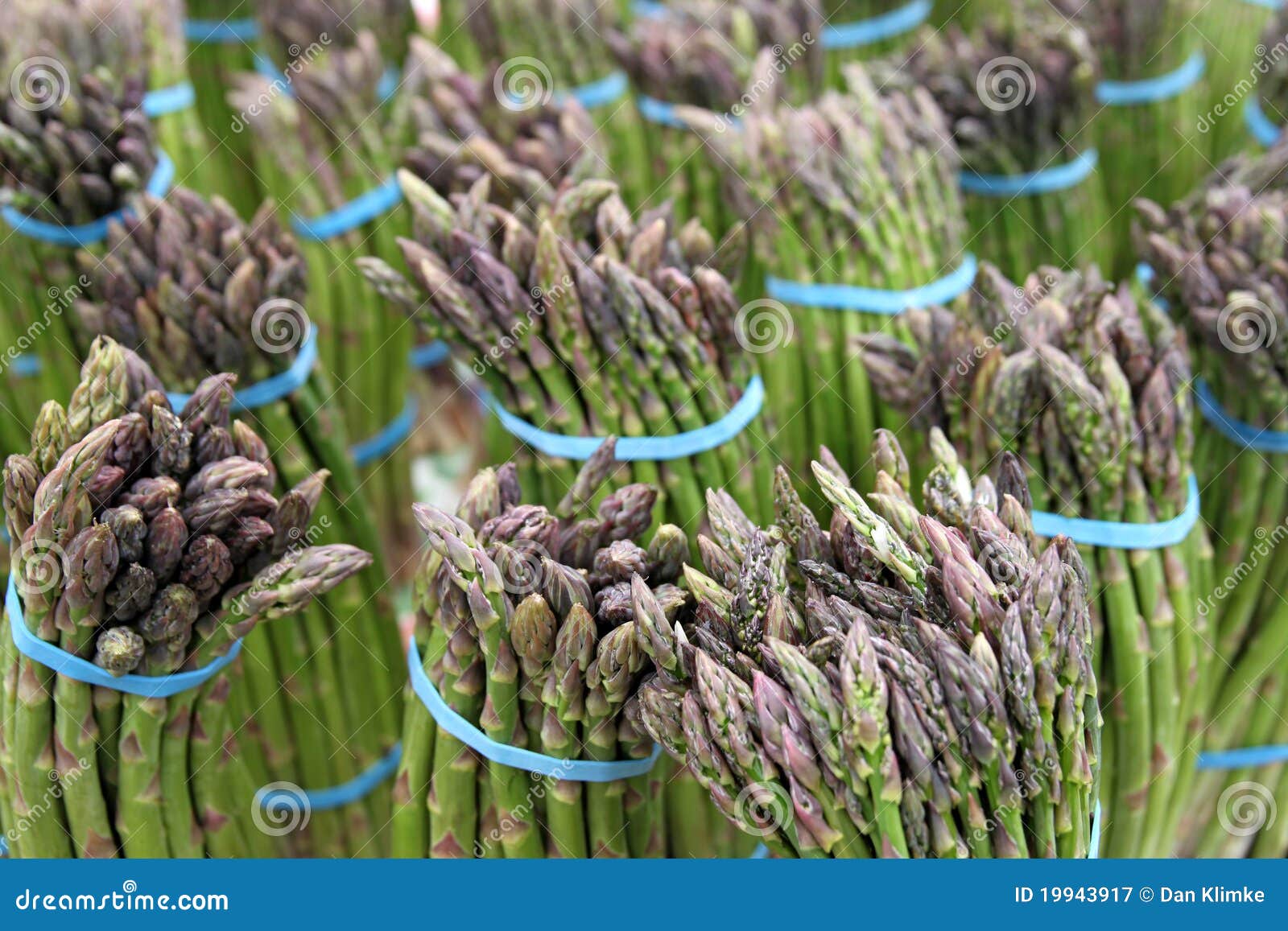 Bundles of Farm Fresh Asparagus Stock Image Image of herb, garnish
