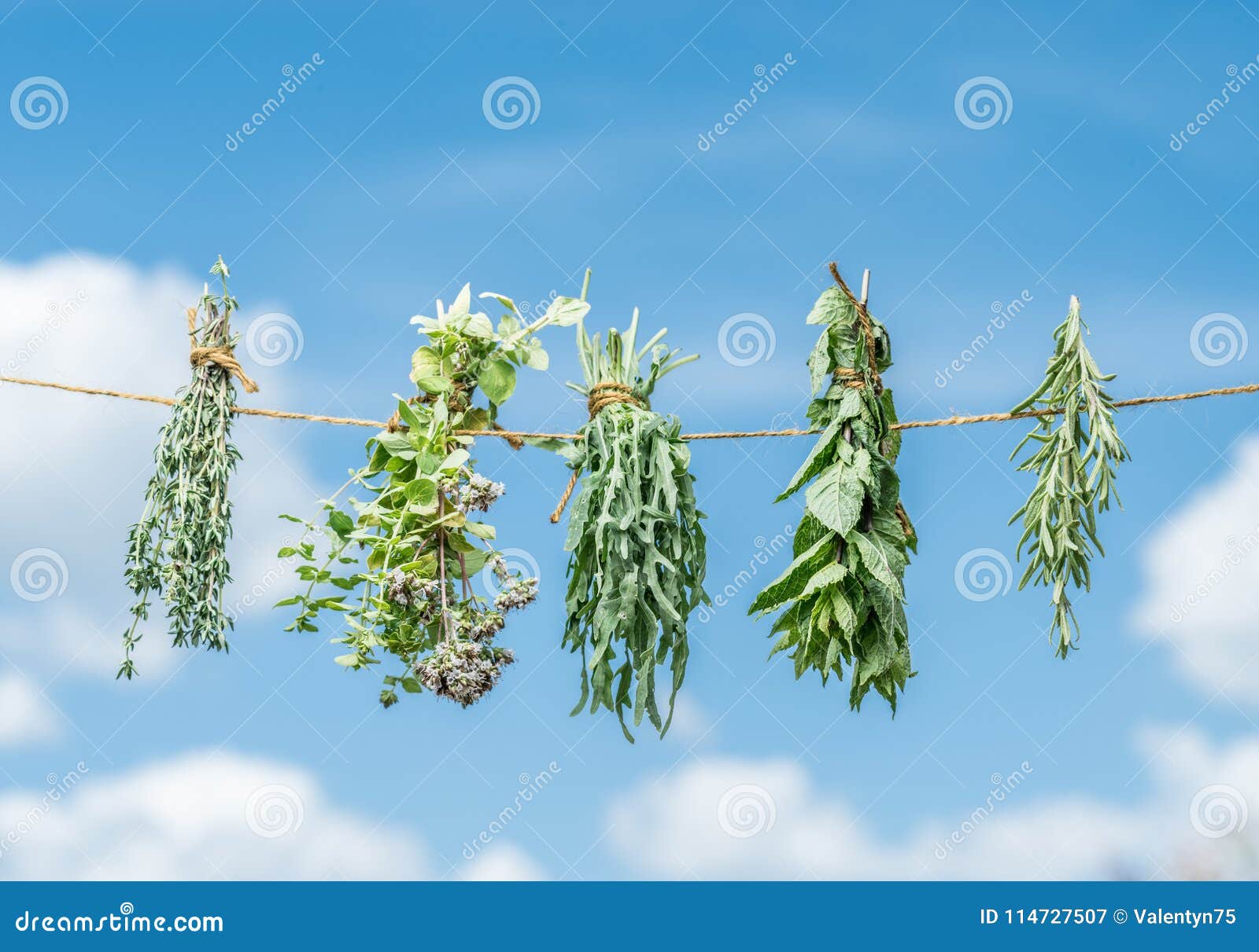 bundles of flavoured herbs drying on the open air. sky background.