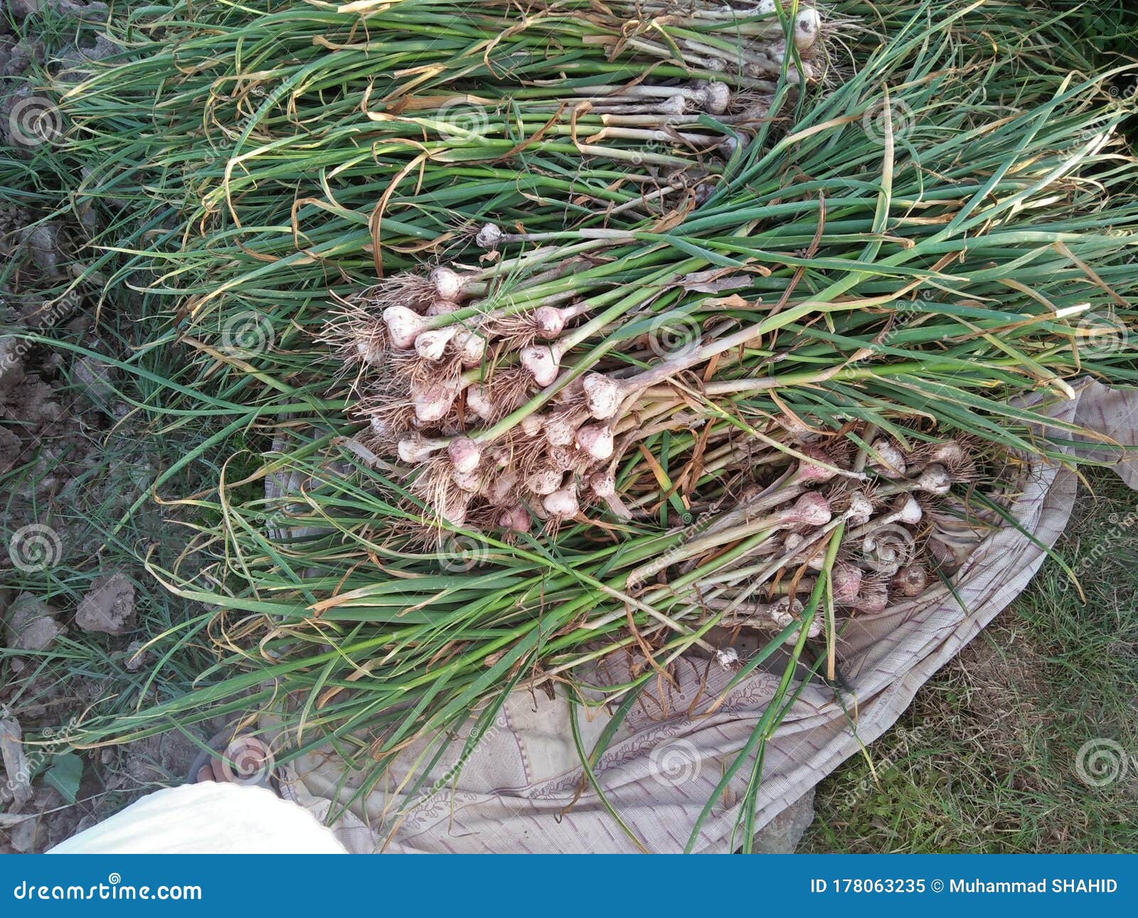 Bundles of Ready Onions in Punjab Pakistan Stock Image Image of