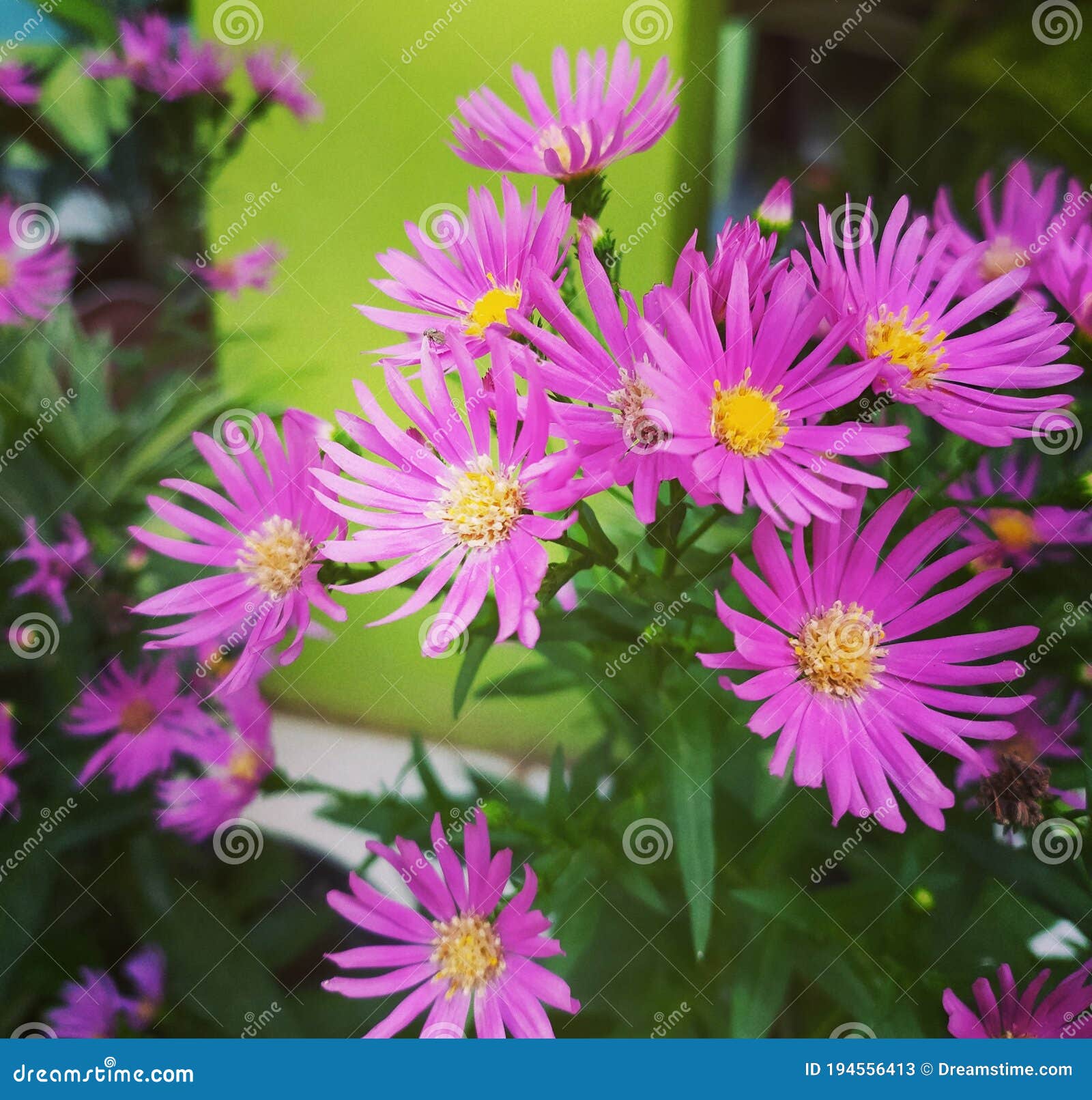 Bunga Aster Stock Image Image Of Imut Aster Cantik 194556413