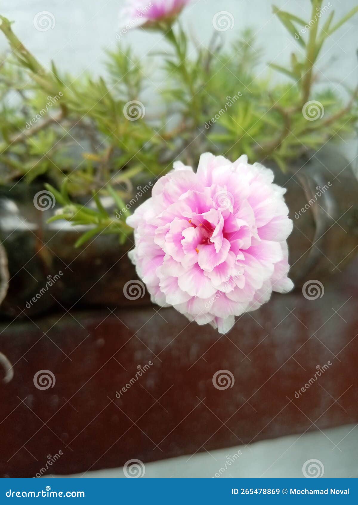 rosa centifolia var. muscosa