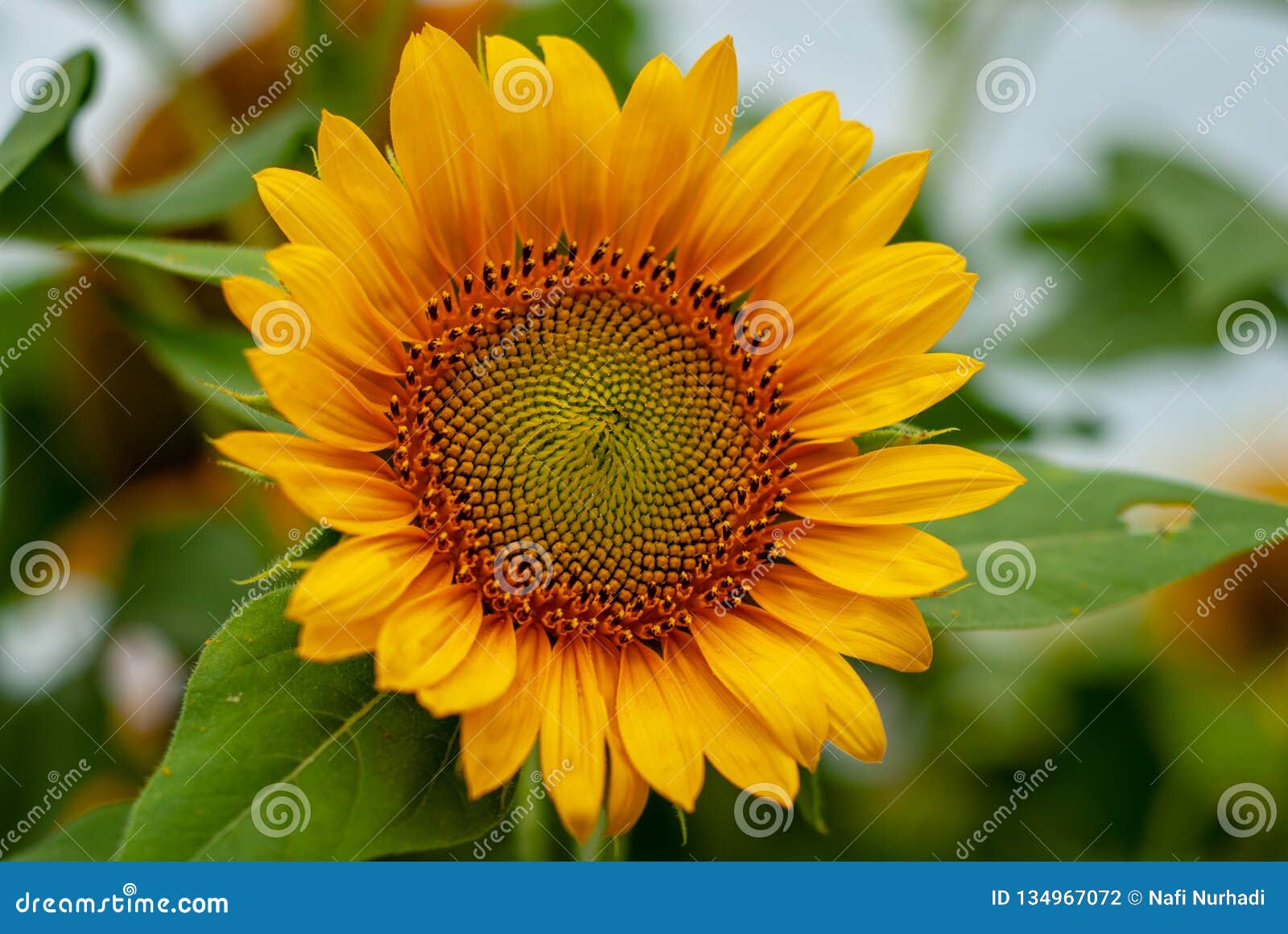  Bunga  Matahari  Beautiful Bright Yellow Sunflowers Farm 