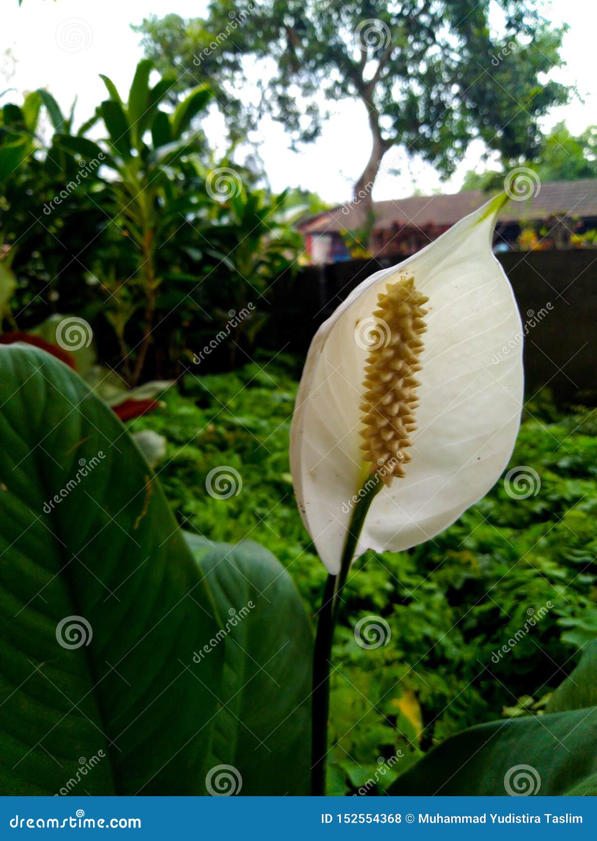 Bunga Sepatu Filum Or Peace Lily Plant, With White Petal ...