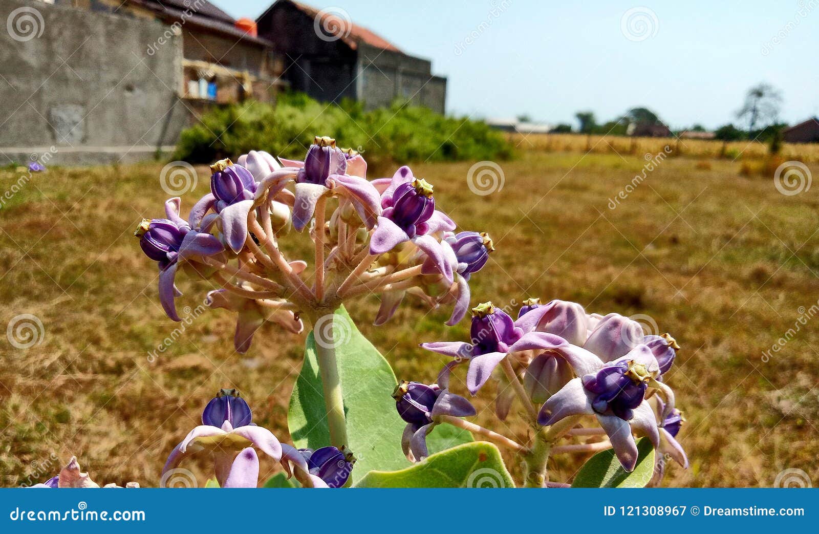 bunga widuri widuri flower in china