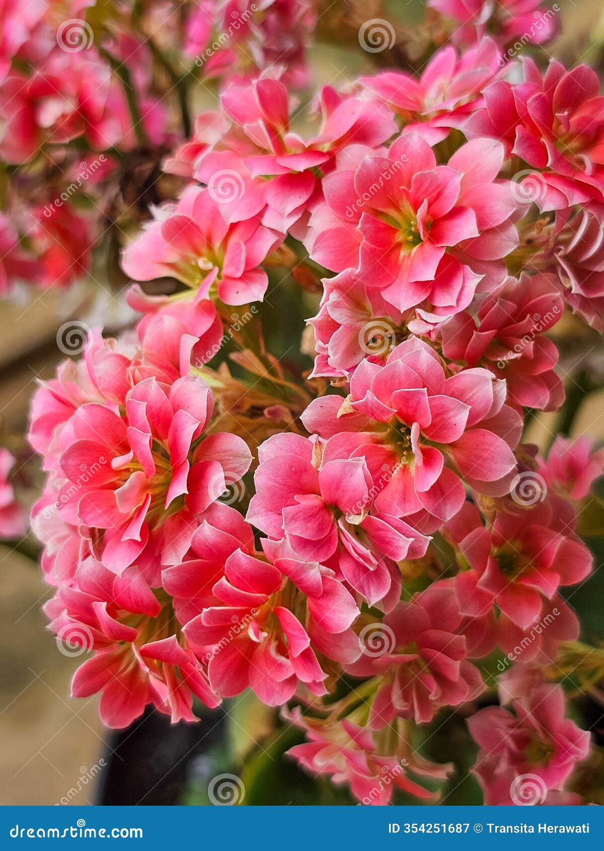 bungan cocor bebek or florist kalanchoe. pink.
