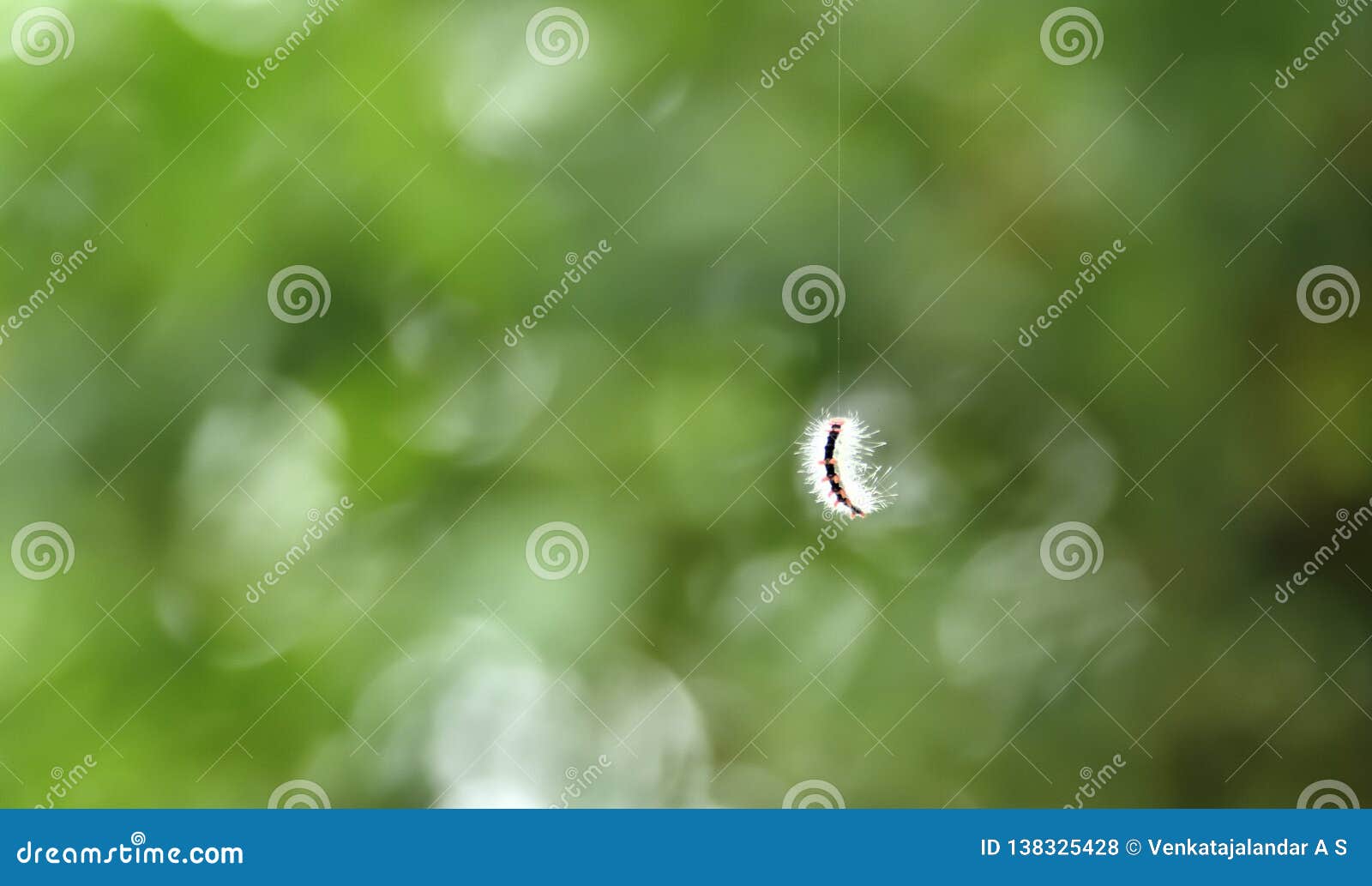 bungee-jumping caterpillar dropping down from tree