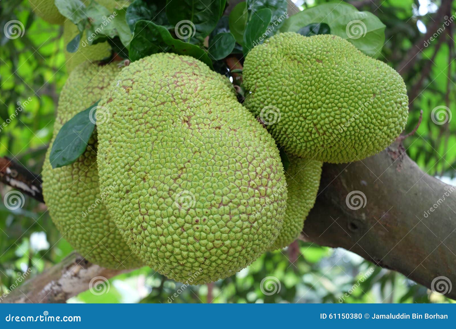 Bunch of Jackfruit stock photo. Image of tropical, farmer 61150380
