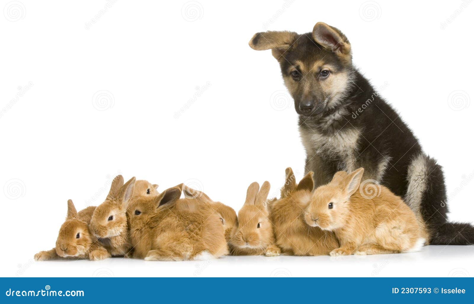 Bunnies and German Shepherd Stock Image Image of bunnies, farm 2307593