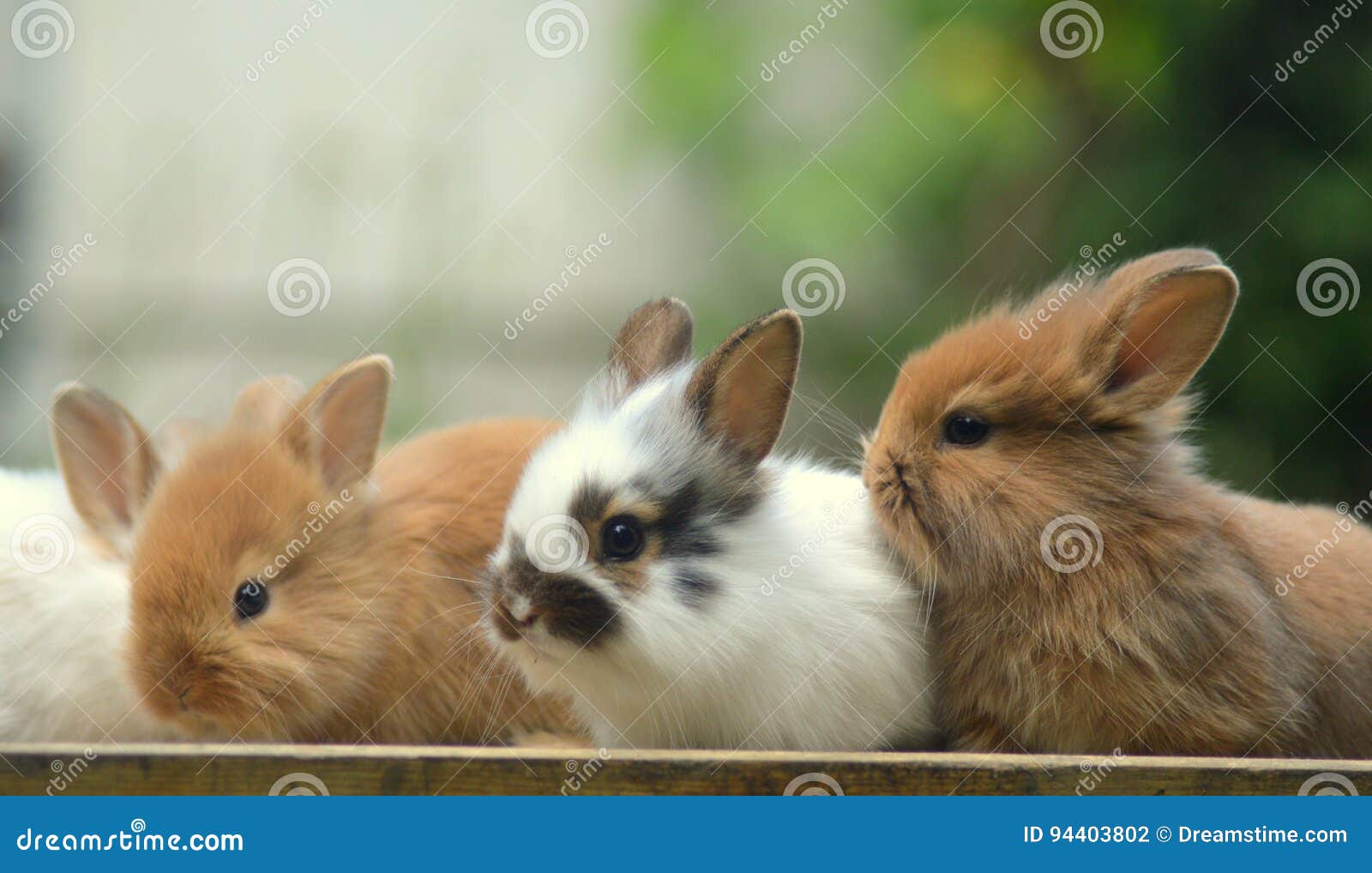 bunnies