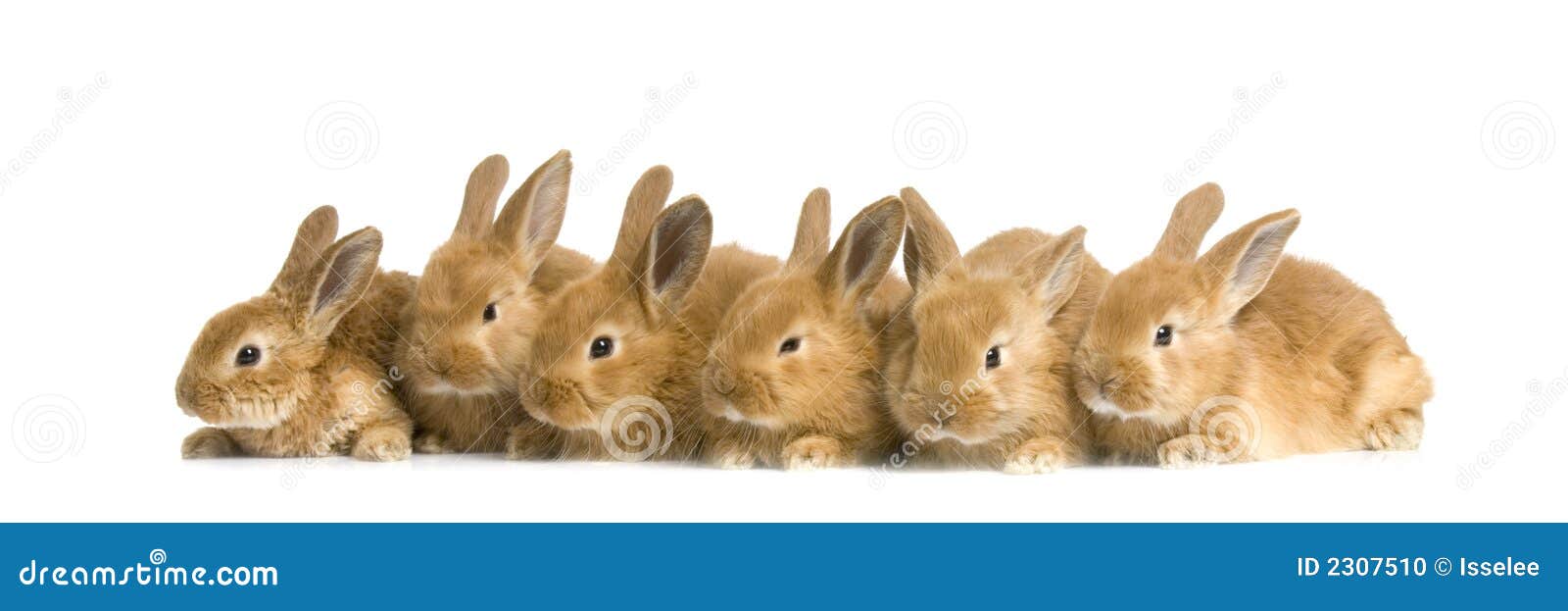 Bunnies ομάδα. Bunnies ανασκόπησης μπροστινό λευκό ομάδας