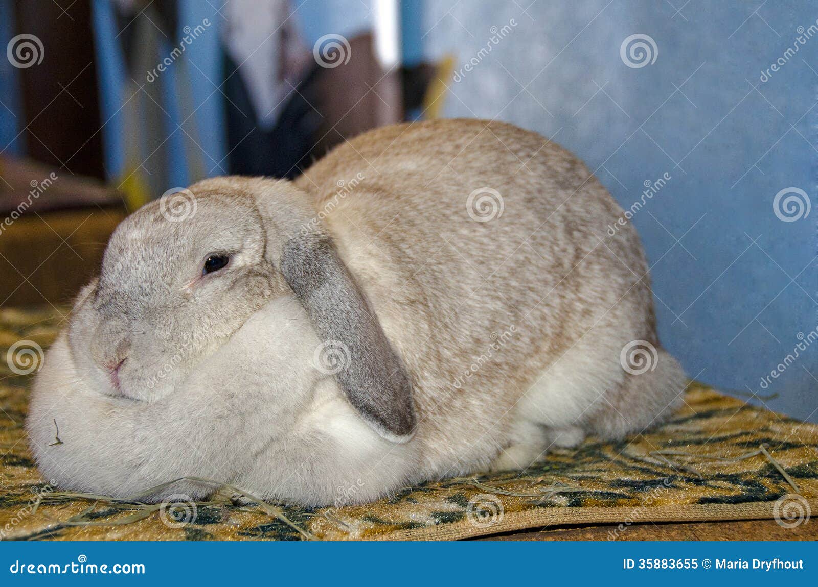 Bunny in barn stock image. Image of animal, cute, rabbit 35883655