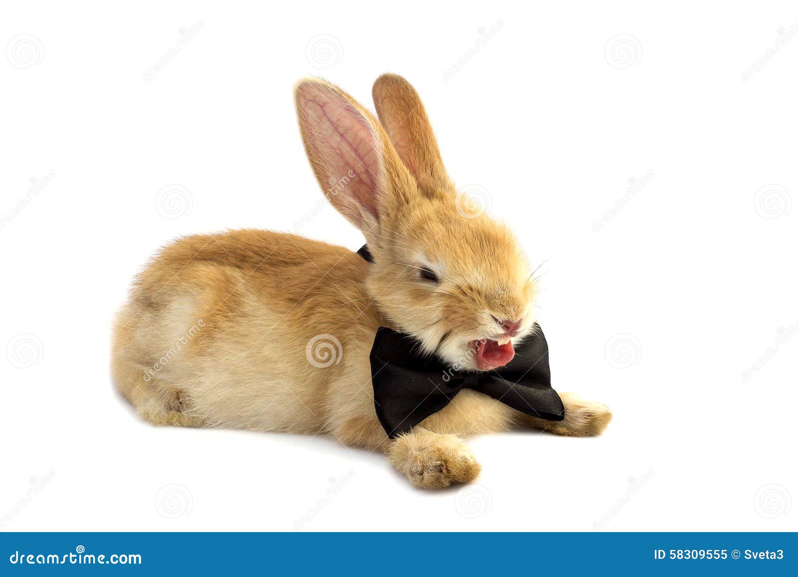 Bunny in a bow tie yawns. stock image. Image of pets - 58309555