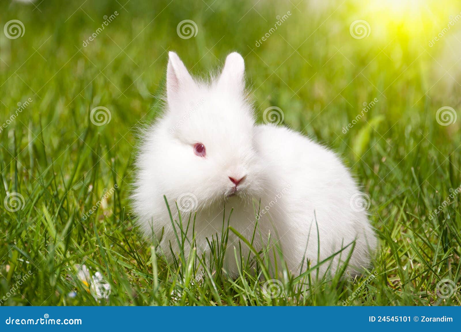 Bunny with daisies stock image. Image of hare, jackrabbit 24545101
