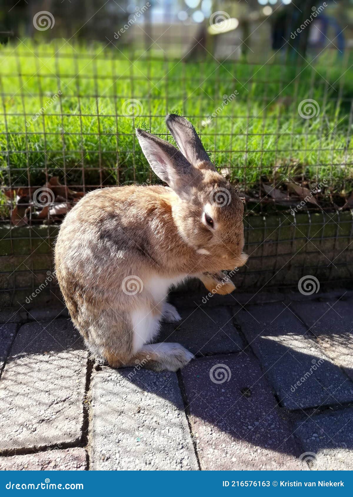 Bunny face wash stock image. Image of wash, outside 216576163