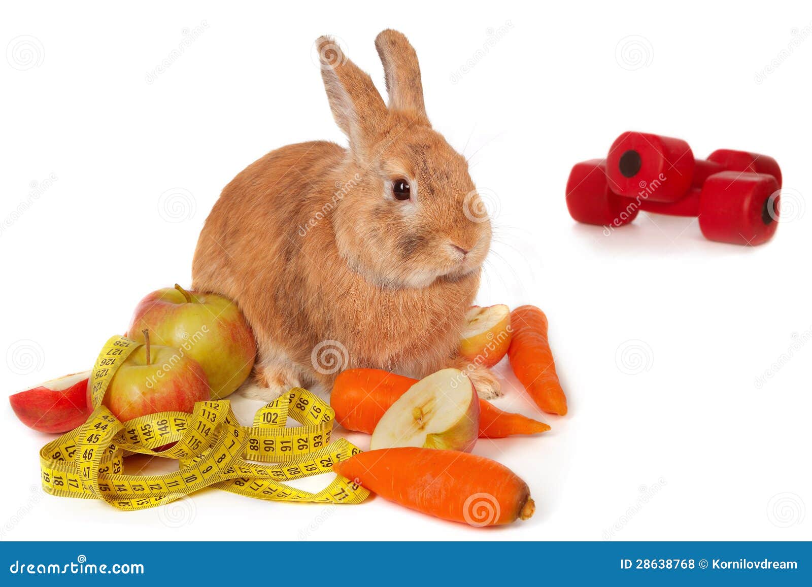 Bunny with Fresh Vegetables Stock Photo Image of curious, carrot