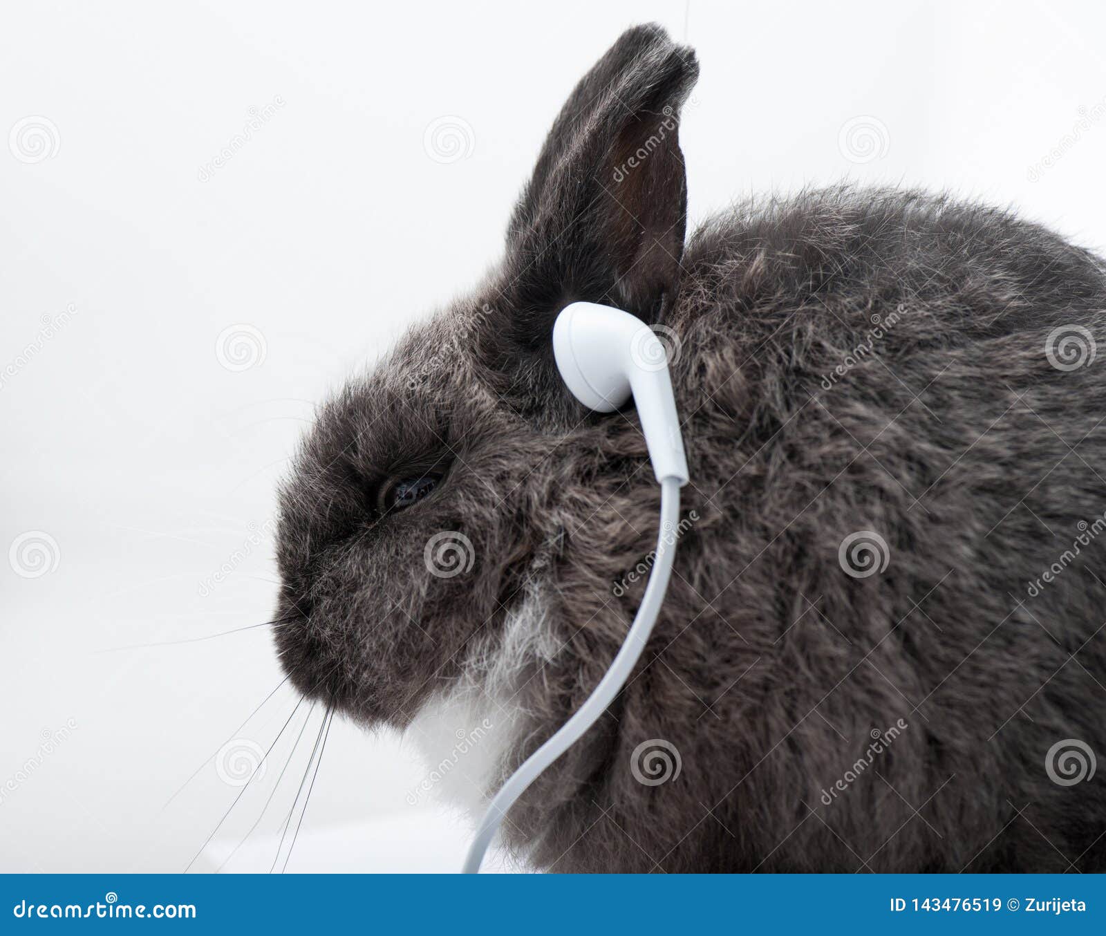 Bunny listening to music stock image. Image of decoration 143476519