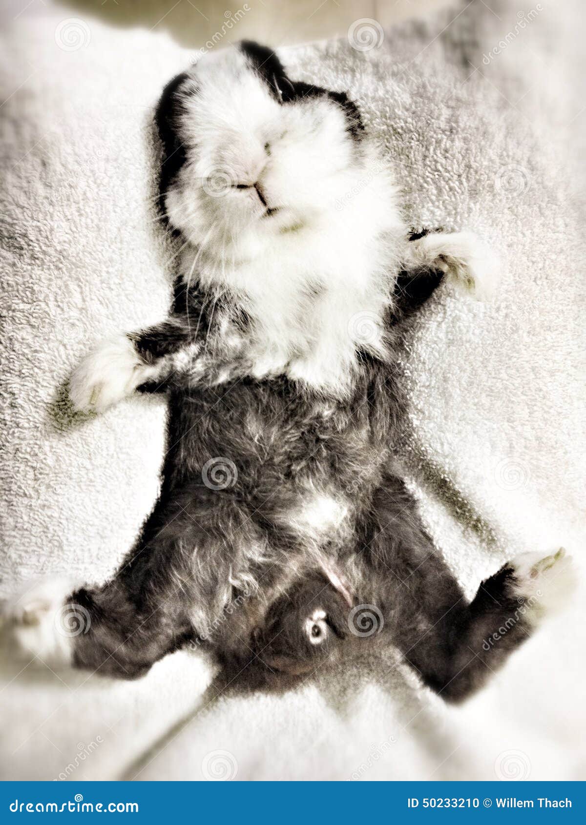 Bunny stock photo. Image of rabbit, lovely, bunny, cute - 50233210