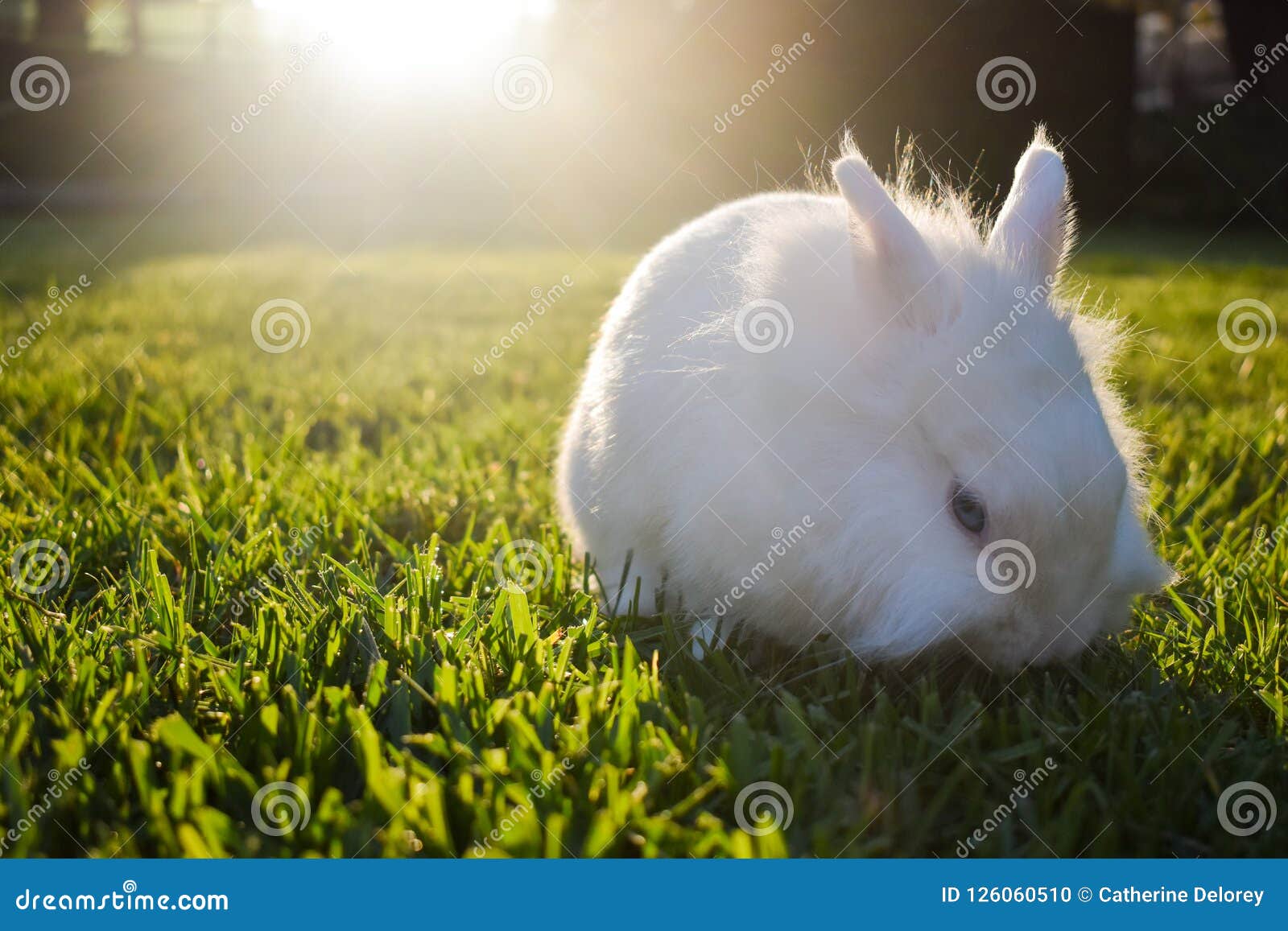 bunny playing in the grass