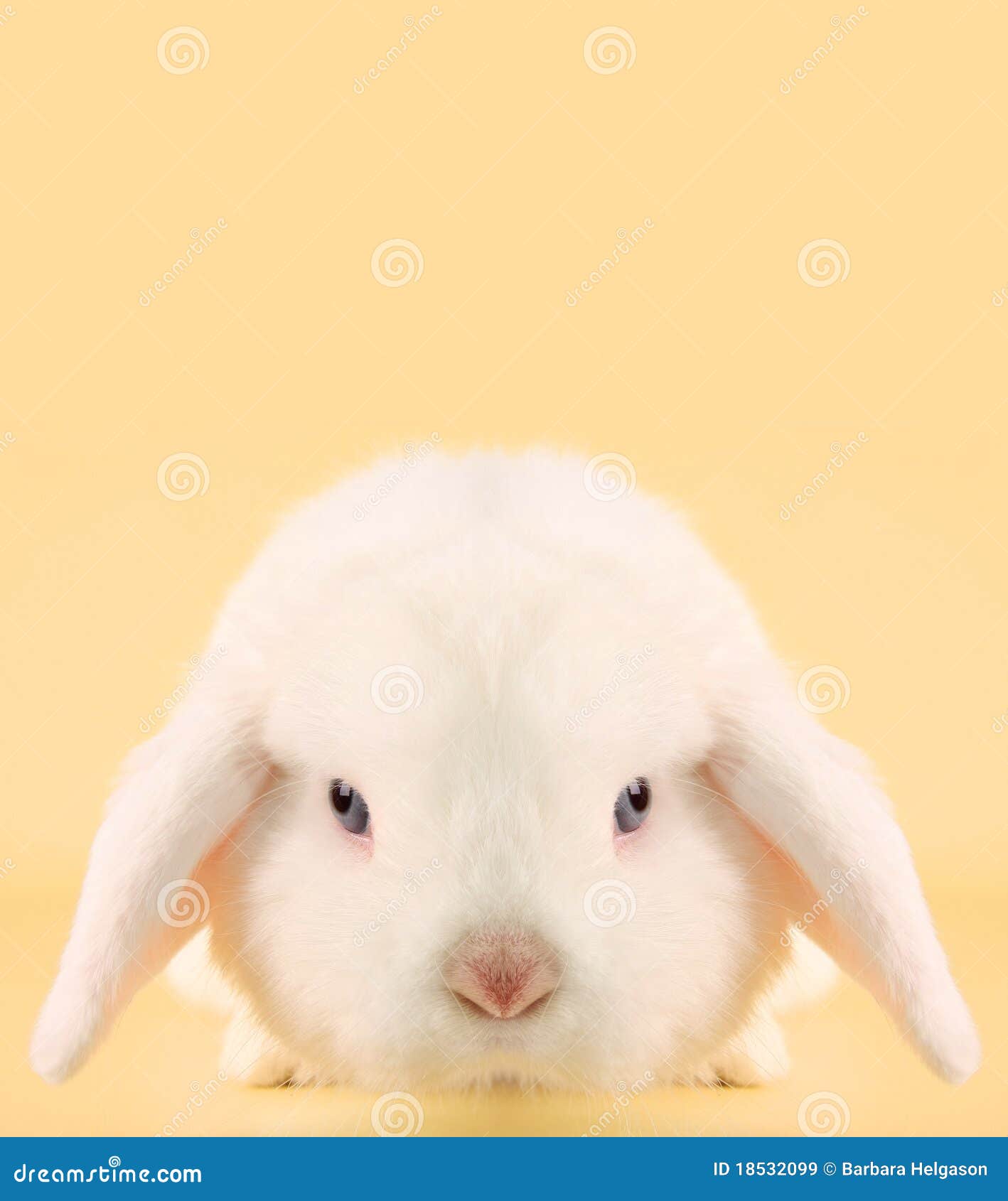 Bunny rabbit stock image. Image of unhappy, rabbit, copy 18532099
