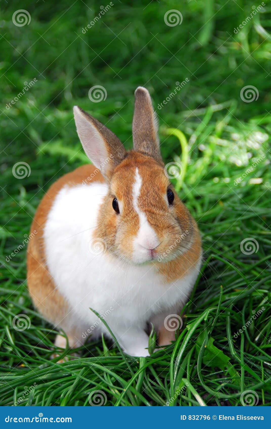 Free Download Rabbit Images