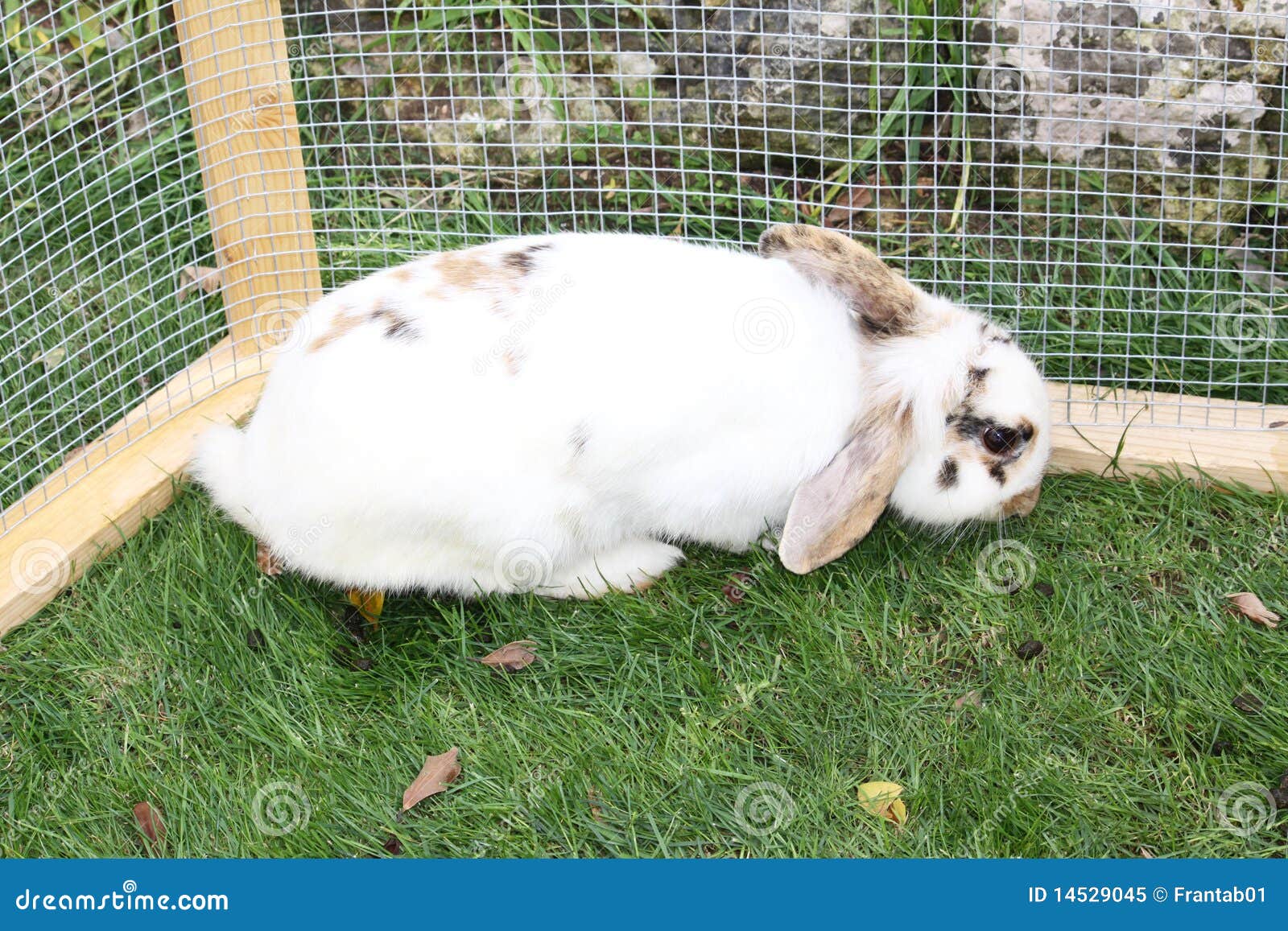 Bunny rabbit in a cage stock image. Image of adorable 14529045