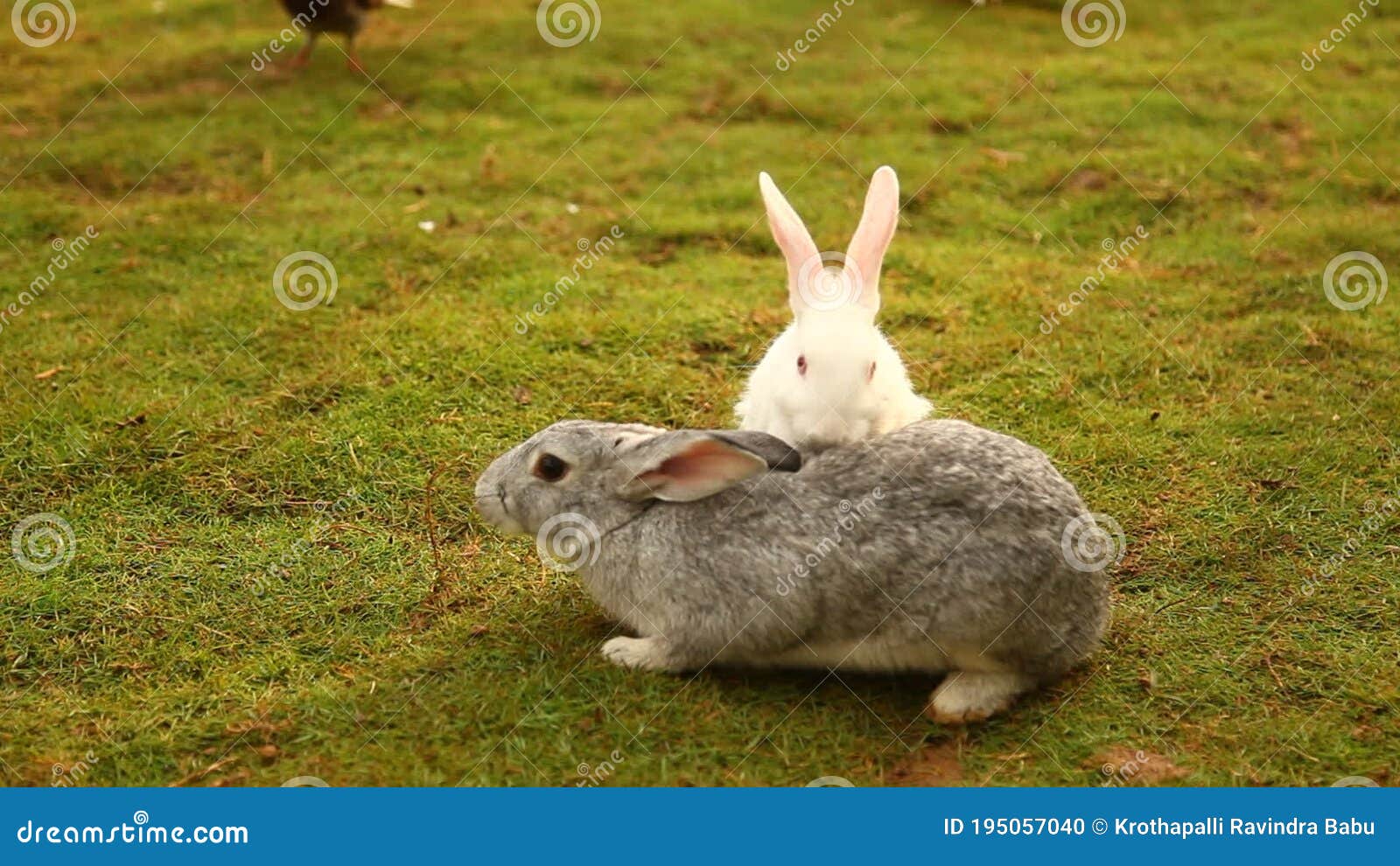 Bunny Rabbit Eating in the Cage Stock Footage Video of cute, form