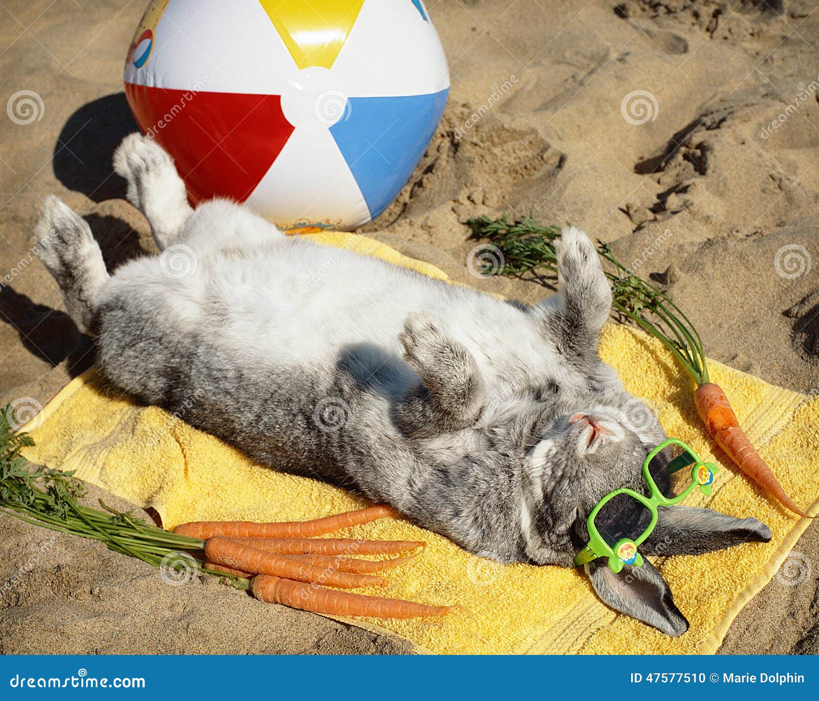 Bunny Rabbit Relaxing On The Sand Stock Photo - Image of funny, rabbit