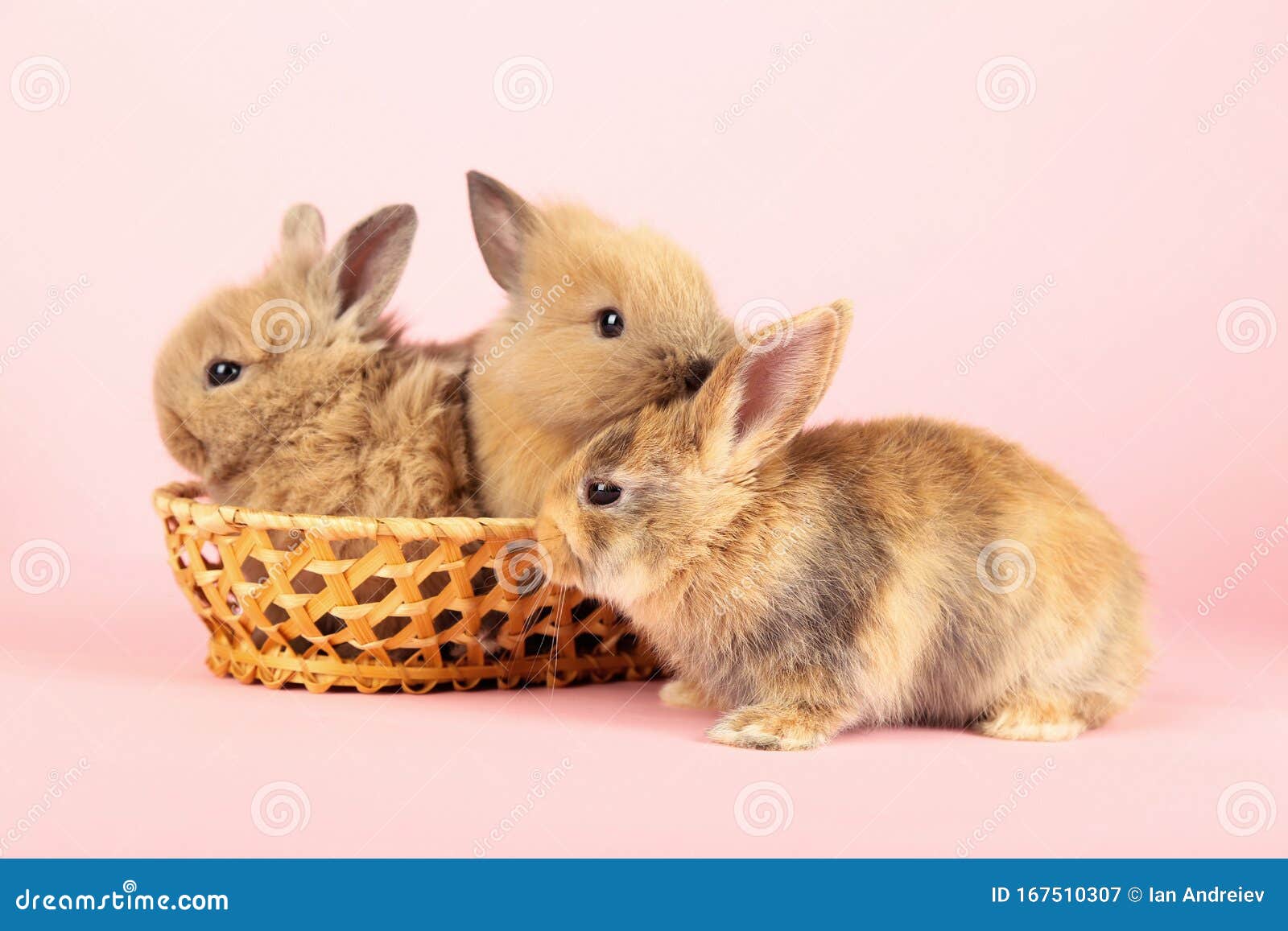 Bunny rabbits in basket stock image. Image of hare, brown 167510307