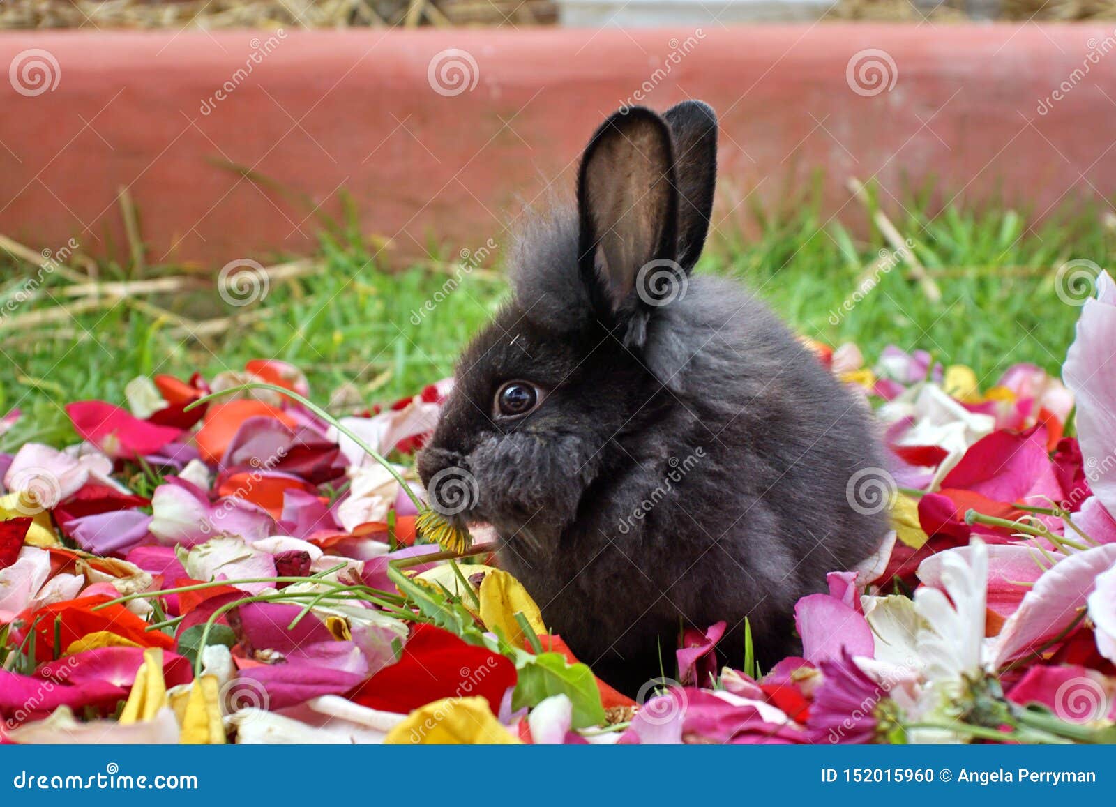 Bunny on rose petals stock photo. Image of grass, cotacachi 152015960