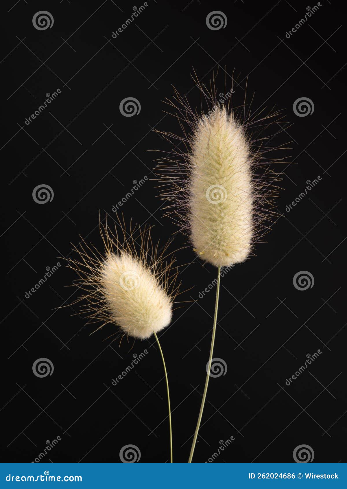 Bunny Tail Flowers on a Black Background Stock Photo Image of fresh