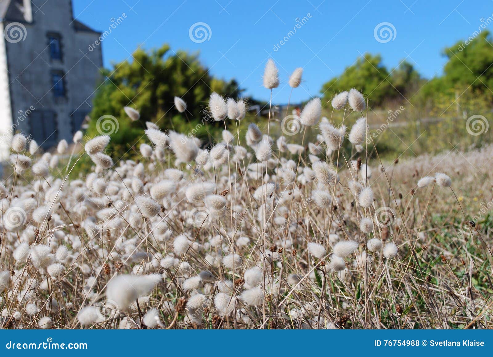 Bunny Tails (Lagurus Ovatus) Field. Stock Photo Image of natural