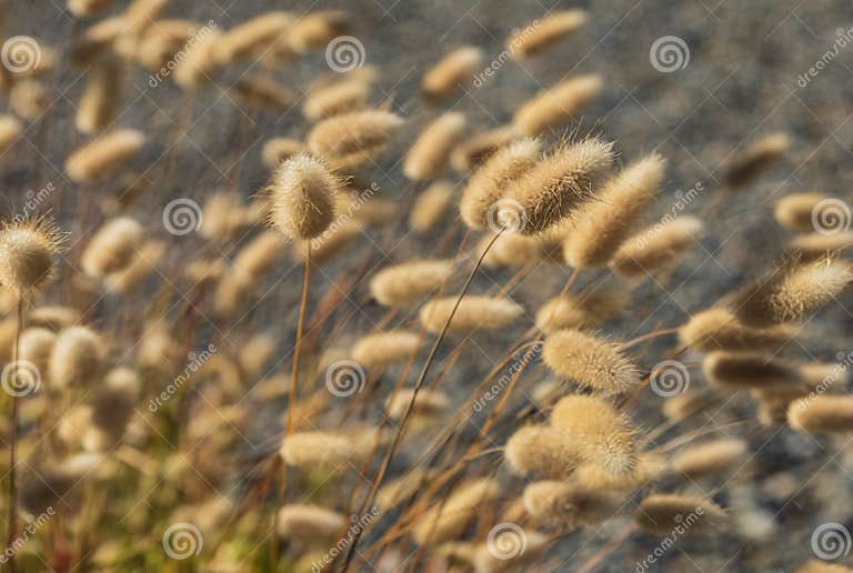 View Across Bunny Tail Grasses at the Natural Background. Bunnytail ...