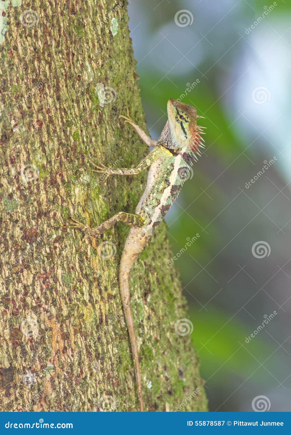 Bunt Von Der Orientalischen GartenEidechse Auf Niederlassung Stockbild