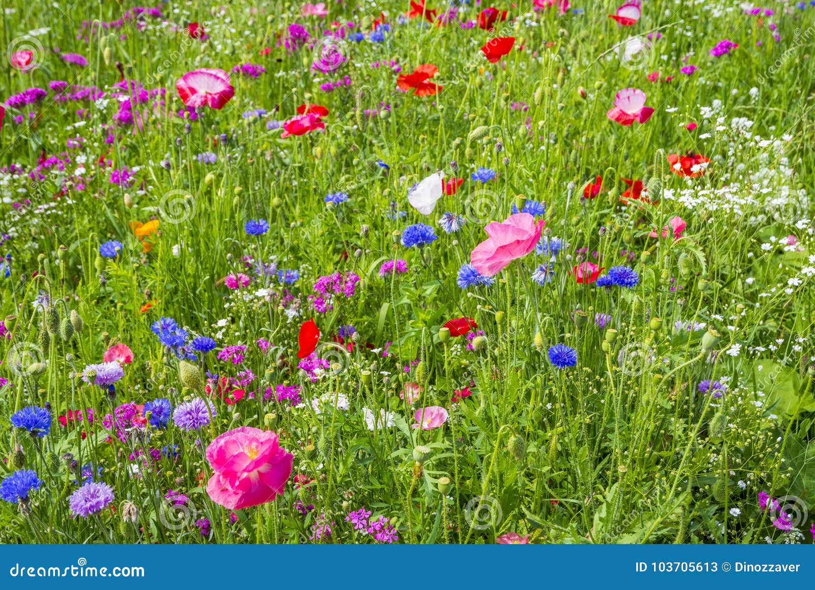 Bunte Blumen in Der Grünen Wiese Stockbild Bild von landschaft