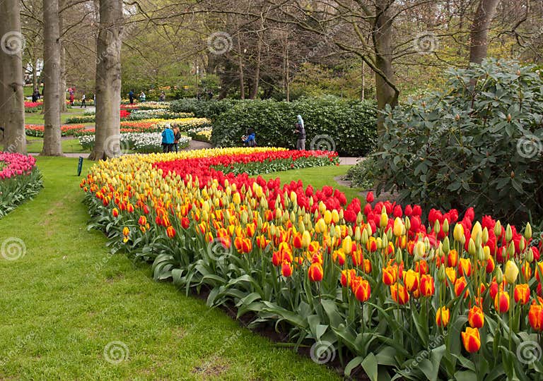 Bunte Blumen Im Keukenhof Arbeiten in Lisse, Holland, Die Niederlande