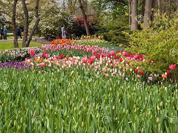 Bunte Blumen Im Keukenhof Arbeiten in Lisse, Holland, Die Niederlande